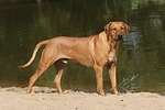 Rhodesian Ridgeback