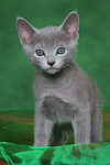 Russisch Blau Kätzchen / russian blue kitten