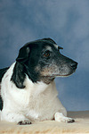 Jack Russell Terrier