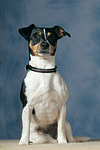 Jack Russell Terrier