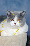 Britisch Kurzhaar / british shorthair