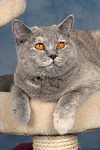 Britisch Kurzhaar / british shorthair