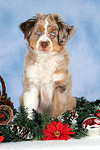 Miniature Australian Shepherd Welpe / miniature australian shepherd puppy