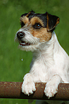 Parson Russell Terrier