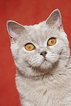 Britisch Kurzhaar / british shorthair