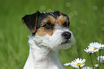 Parson Russell Terrier