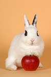 Zwergkaninchen / dwarf rabbit