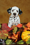 Dalmatiner Welpe / dalmatian puppy