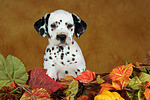 Dalmatiner Welpe / dalmatian puppy