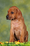 Rhodesian Ridgeback Welpe / rhodesian ridgeback puppy