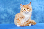 Sibirische Katze / siberian cat