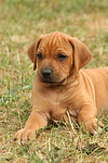 Rhodesian Ridgeback Welpe / rhodesian ridgeback puppy