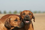 Rhodesian Ridgebacks