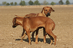 Rhodesian Ridgebacks