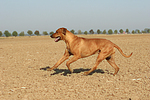 Rhodesian Ridgeback