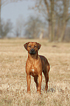 Rhodesian Ridgeback