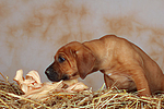 Rhodesian Ridgeback Welpe / rhodesian ridgeback puppy