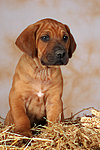 Rhodesian Ridgeback Welpe / rhodesian ridgeback puppy