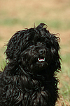 Havaneser / Havanese