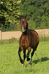 galoppierendes Warmblut / galloping warmblood