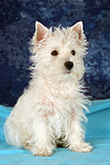 sitzender West Highland White Terrier Welpe / sitting West Highland White Terrier Puppy