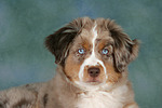 Miniature Australian Shepherd Welpe / miniature australian shepherd puppy