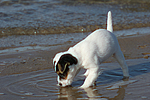 Parson Russell Terrier Welpe / parson russell terrier puppy