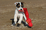 Parson Russell Terrier Welpe / parson russell terrier puppy