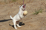 Parson Russell Terrier Welpe / parson russell terrier puppy