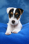 Parson Russell Terrier Welpe / parson russell terrier puppy