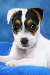 Parson Russell Terrier Welpe / parson russell terrier puppy