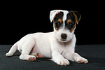 Parson Russell Terrier Welpe / parson russell terrier puppy