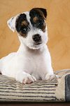 liegender Parson Russell Terrier Welpe / lying PRT puppy