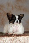 liegender Papillon Welpe / lying papillon puppy