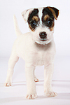 Parson Russell Terrier Welpe / parson russell terrier puppy