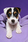 Parson Russell Terrier Welpe / parson russell terrier puppy