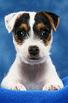 Parson Russell Terrier Welpe / parson russell terrier puppy