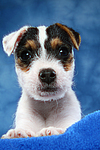 Parson Russell Terrier Welpe / parson russell terrier puppy