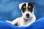 Parson Russell Terrier Welpe / parson russell terrier puppy