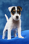 Parson Russell Terrier Welpe / parson russell terrier puppy