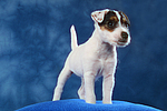 Parson Russell Terrier Welpe / parson russell terrier puppy