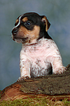 Jack Russell Terrier Welpe / jack russell terrier puppy