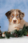 Miniature Australian Shepherd Welpe / miniature australian shepherd puppy