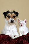 Parson Russell Terrier und Kätzchen / parson russell terrier and kitten