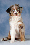 Miniature Australian Shepherd Welpe / miniature australian shepherd puppy