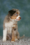 Miniature Australian Shepherd Welpe / miniature australian shepherd puppy