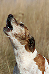 Jack Russell Terrier