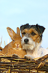 Parson Russell Terrier und Zwergkaninchen / prt and dwarf rabbit