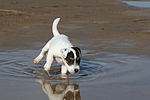 Parson Russell Terrier Welpe / parson russell terrier puppy