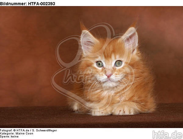 Maine Coon Kätzchen / maine coon kitten / HTFA-002393